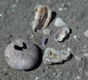 P3211708shells.jpg (80727 bytes)