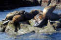P3242053wseals.jpg (69496 bytes)